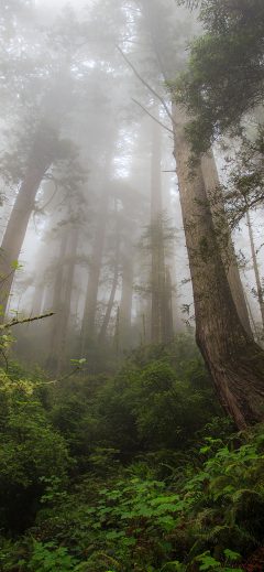 The Mist