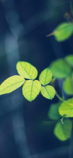 Greenish wallpaper - i5yal