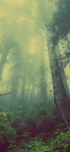 Iphonexpapers Mn31 Forest Wood Fog Nature Green