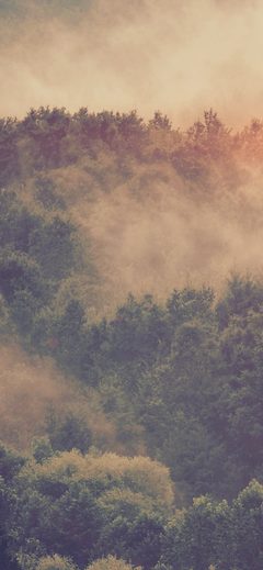 Forest Wood Fog Nature Green Mountain Blue