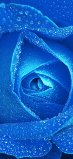 Rose Blue Rain Zoom Closeup Nature