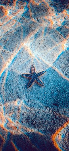 Starfish Sea Beach Nature