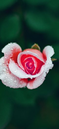 Flower Rose Summer Nature