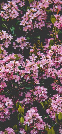 Bush with pink flowers