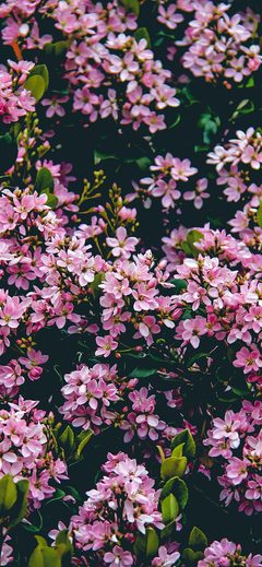 Flower Pink Spring Happy Nature Blue