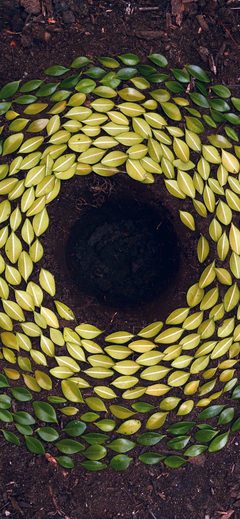Leaf Art Land Green Nature Flower Circle Yellow
