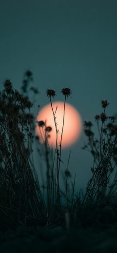 Nature Thedark A Vertical Low Angle Shot OF Sunset Silhouette Flower Grass Dusk Moody