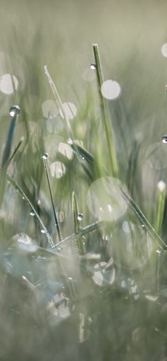 Nature Morning Dew Grass Bokeh Green Macro